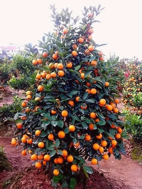 фотография продукта Бизнес по выращиванию мандаринов